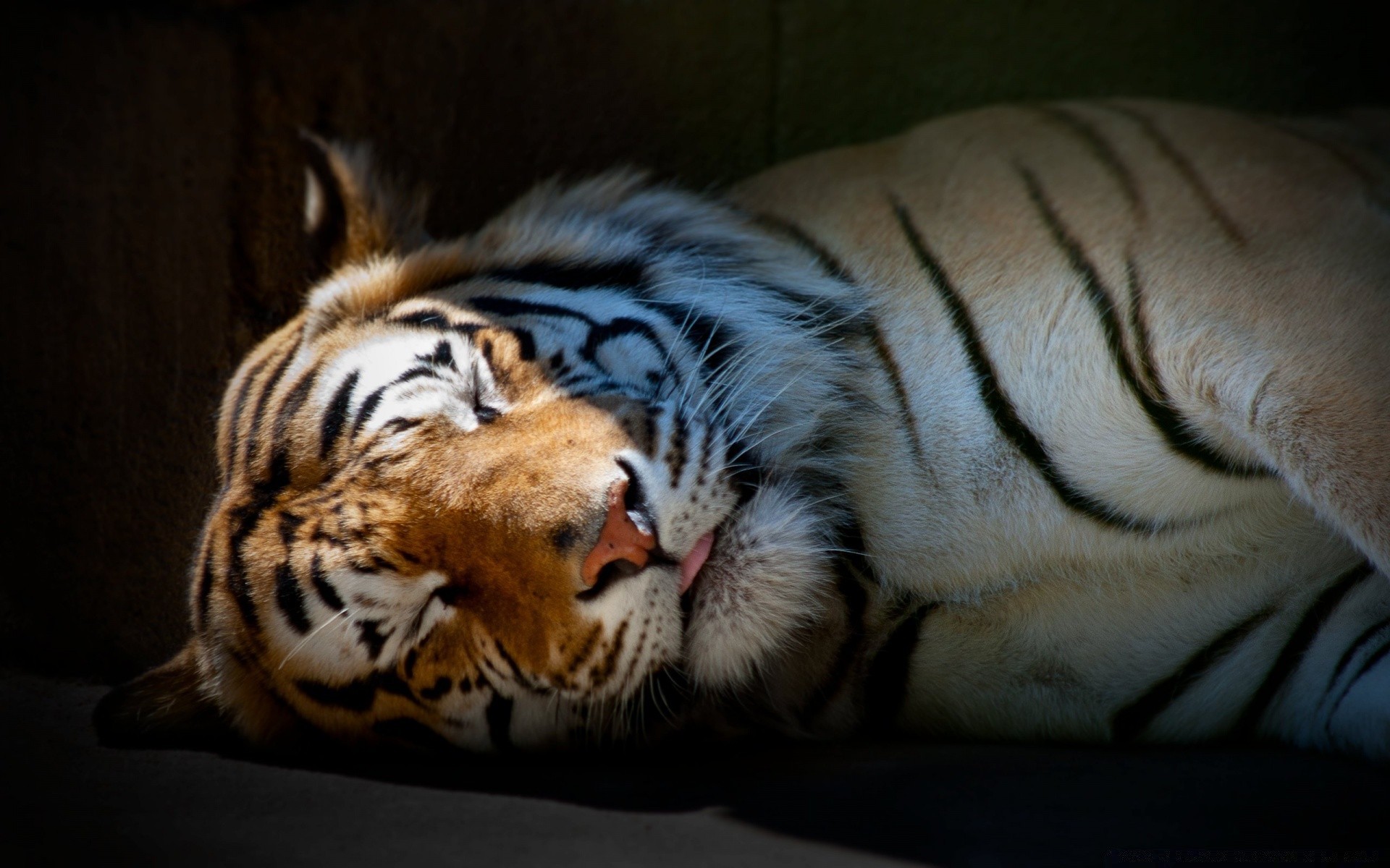 animali gatto tigre mammifero fauna selvatica zoo striscia predatore ritratto animale aggressione cacciatore pelliccia guardando pantera occhio