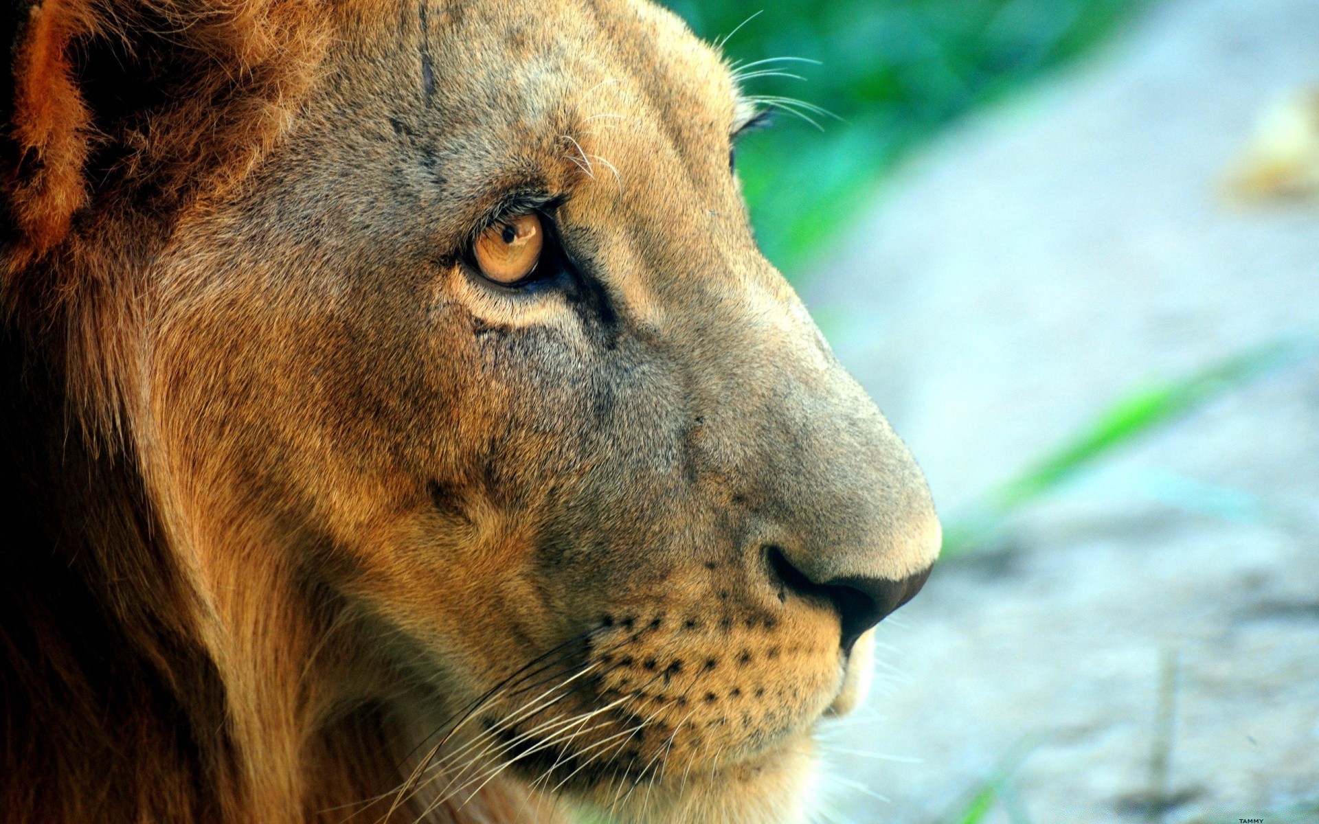 tiere tierwelt säugetier natur katze tier löwe zoo fell wild porträt auge groß raubtier safari gefahr jäger