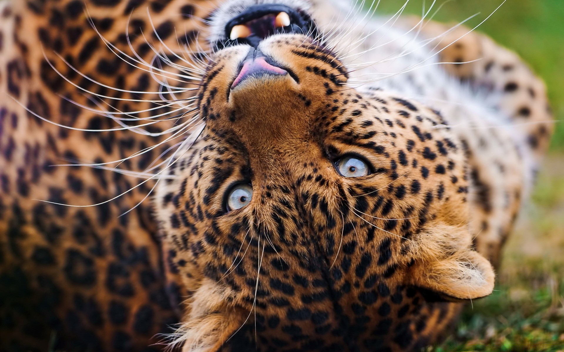 animales vida silvestre gato mamífero leopardo depredador zoológico animal naturaleza salvaje cazador piel safari carnívoro