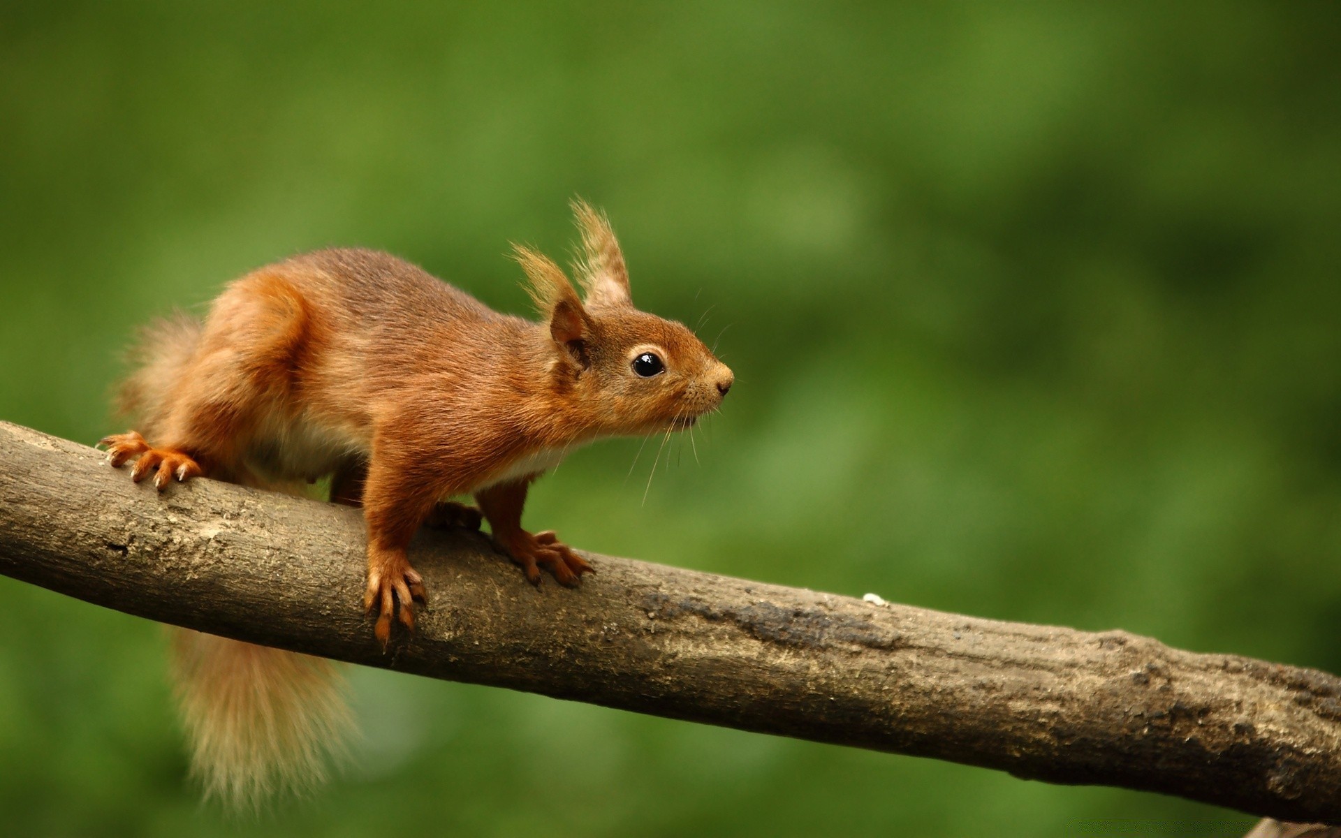 animals wildlife squirrel mammal animal cute nature rodent little wood tail tree