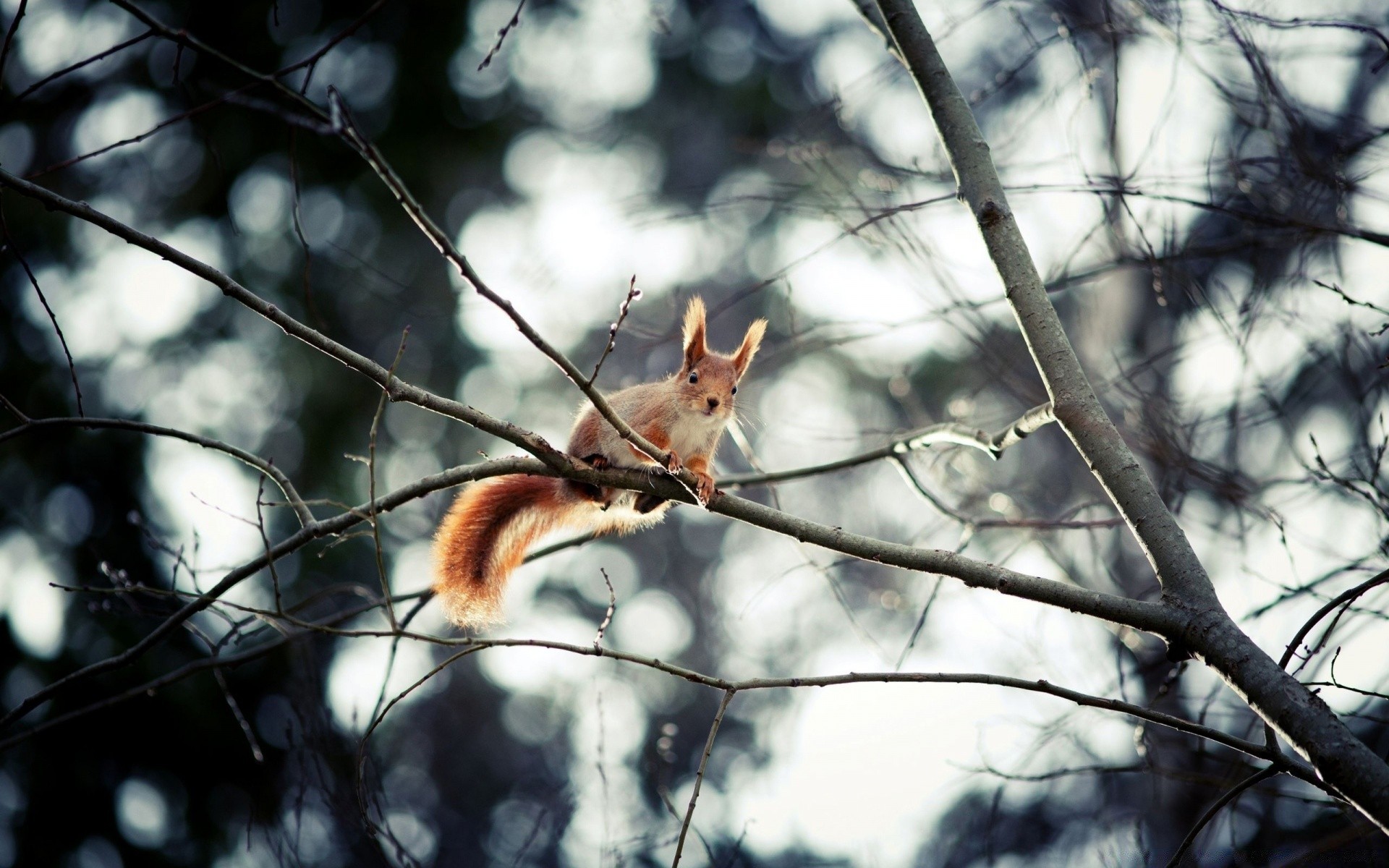 animals tree wood nature outdoors winter fall wildlife park mammal squirrel wild one season branch