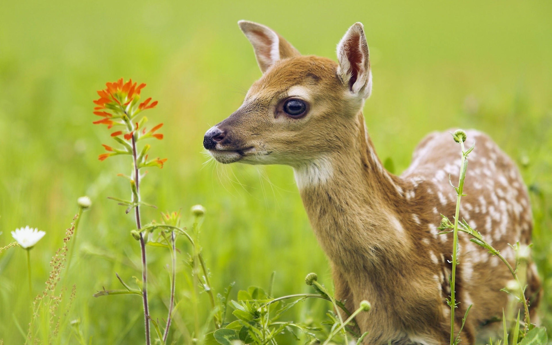 animals grass nature wildlife cute hayfield animal little mammal wild outdoors deer young field