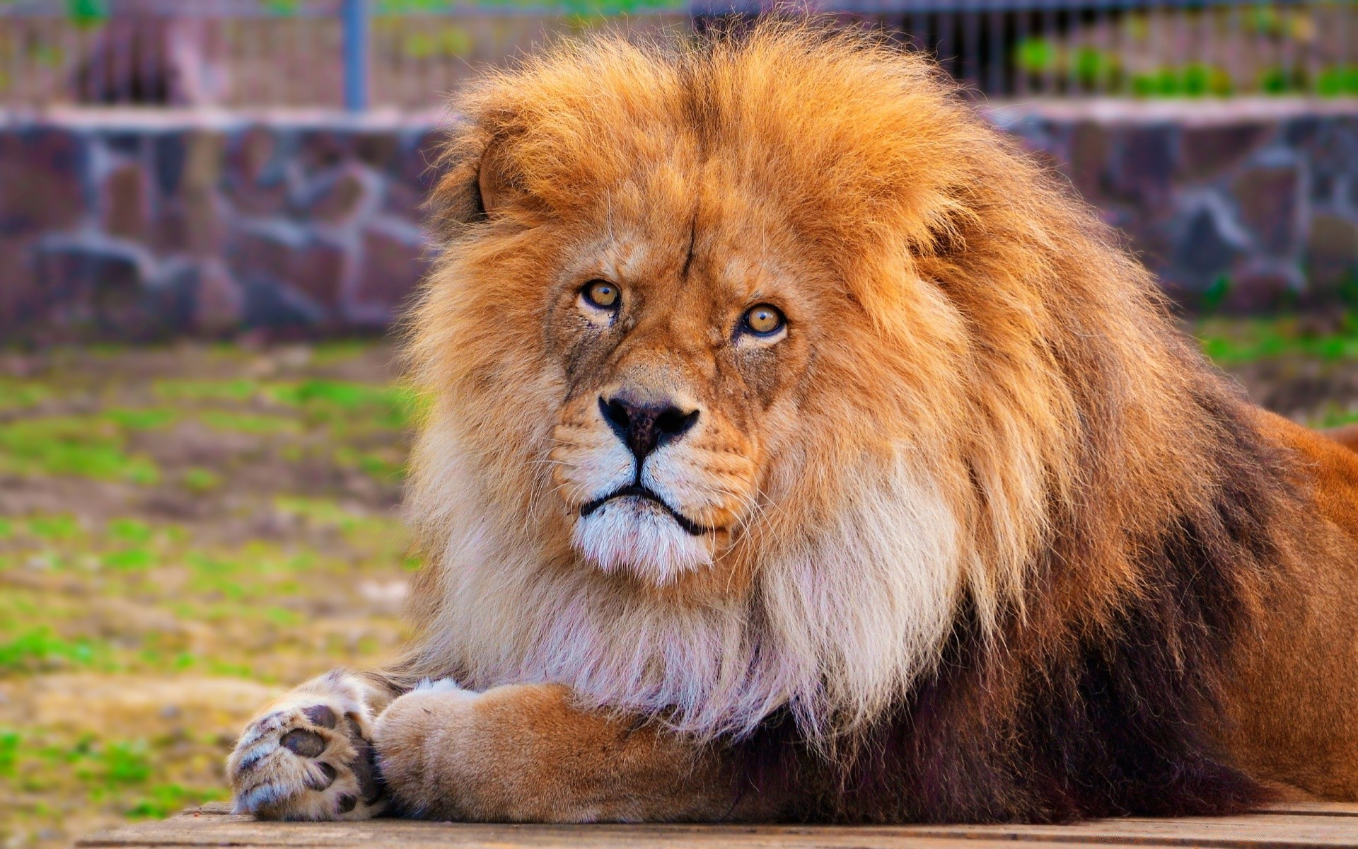 tiere säugetier tierwelt katze fell tier porträt löwe raubtier wild zoo groß natur fleischesser