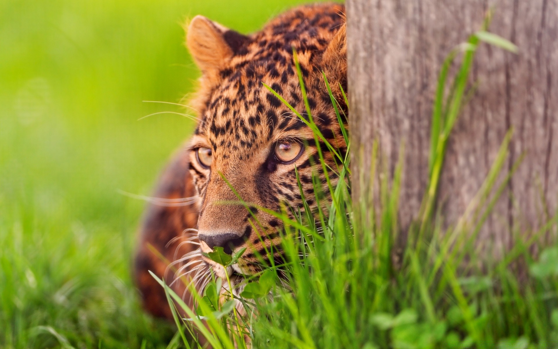 animaux la nature la faune herbe chat animal sauvage à l extérieur mammifère prédateur chasse