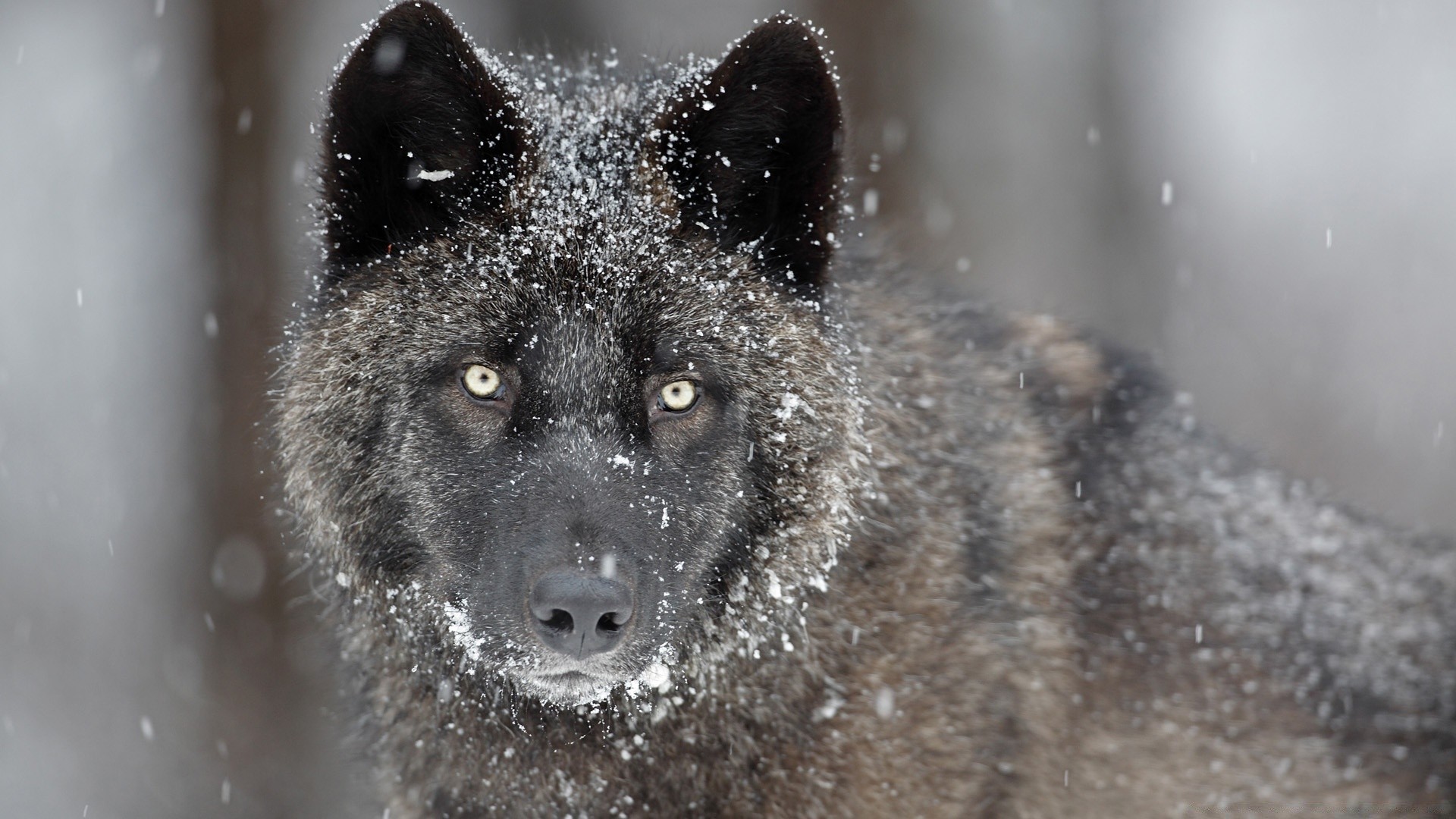 animals snow winter wildlife nature mammal outdoors frosty wolf wood canine wild cold predator one