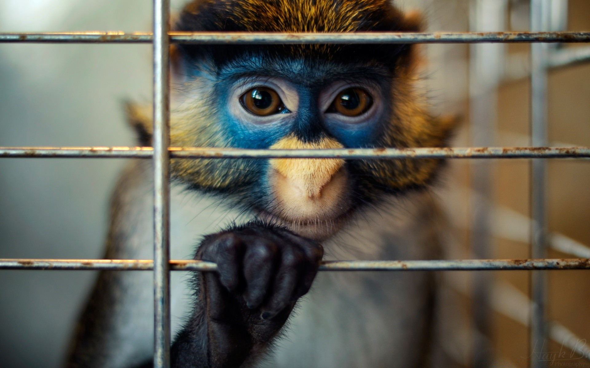 animaux mammifère singe la faune portrait animal primat cage mignon nature zoo drôle sauvage oeil aperçu visage un