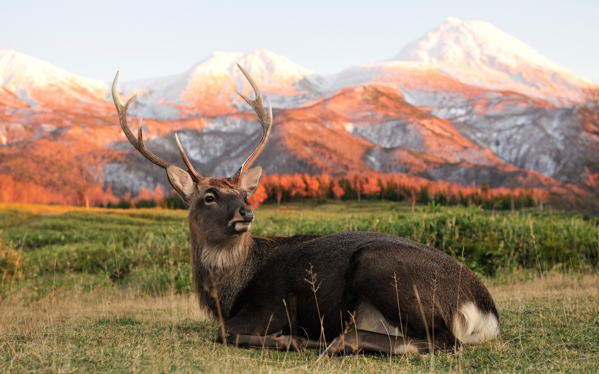 animals nature grass mammal hayfield field landscape wood moose outdoors mountain fall animal