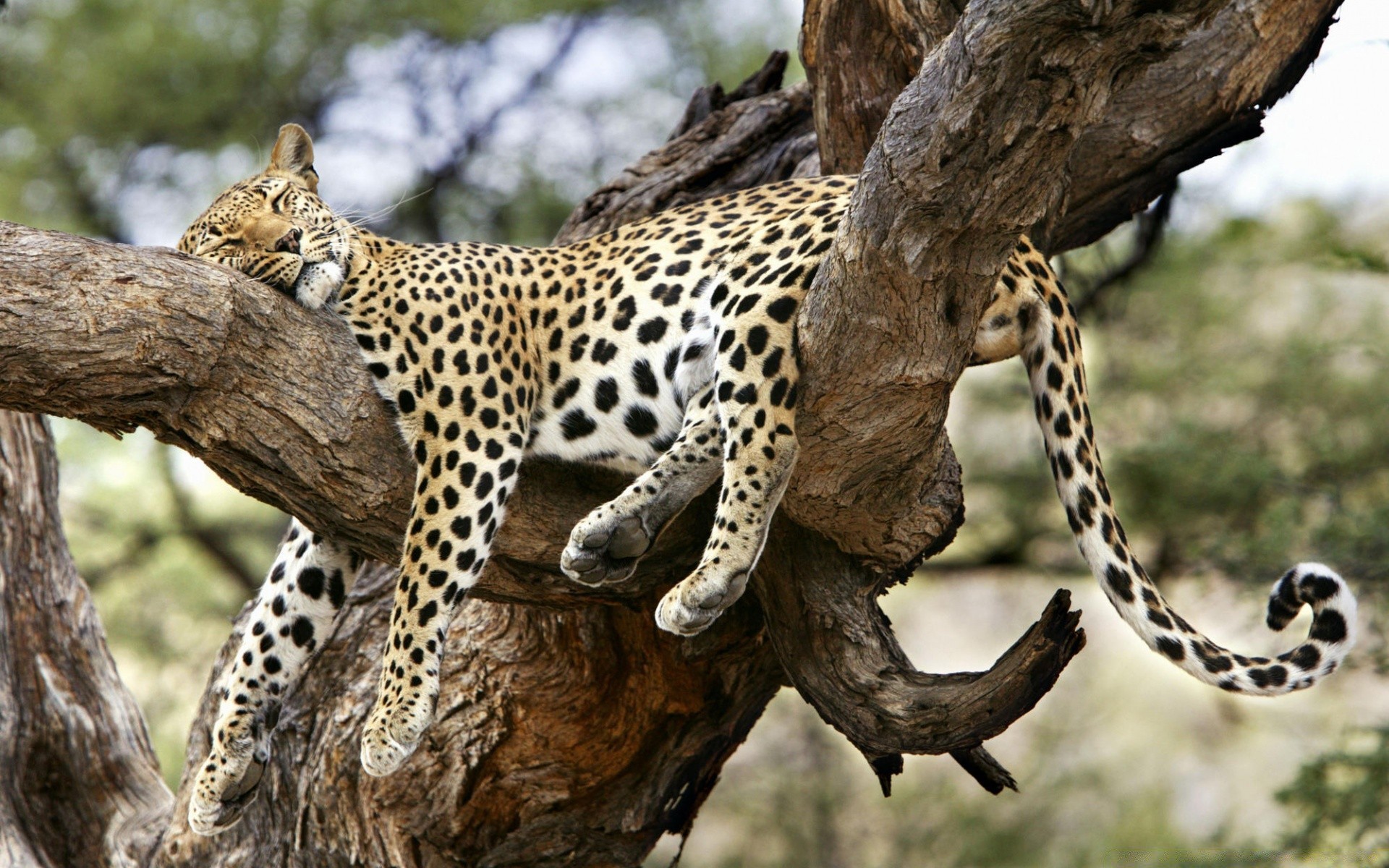 animales vida silvestre mamífero naturaleza salvaje safari animal árbol al aire libre gato zoológico depredador