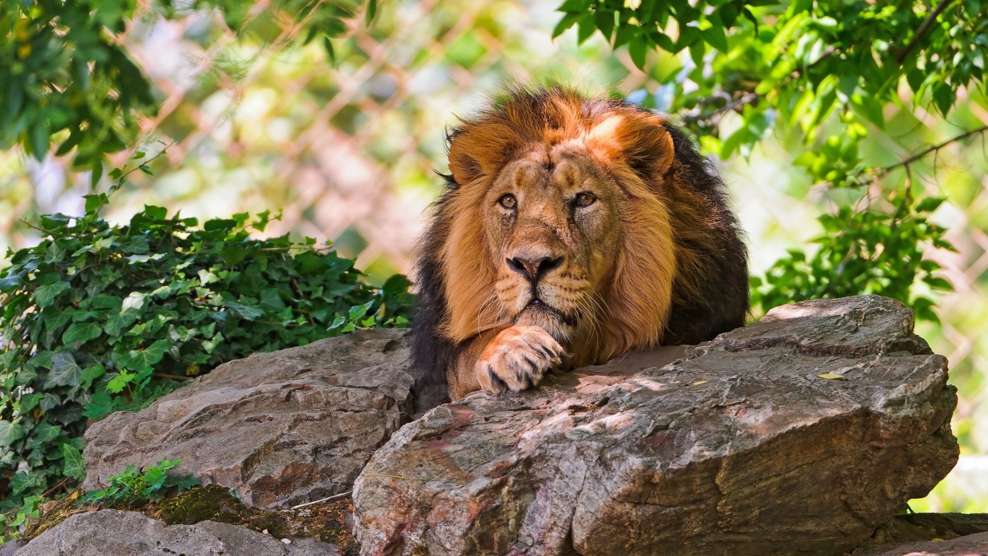 animais vida selvagem natureza gato mamífero jardim zoológico selvagem ao ar livre predador