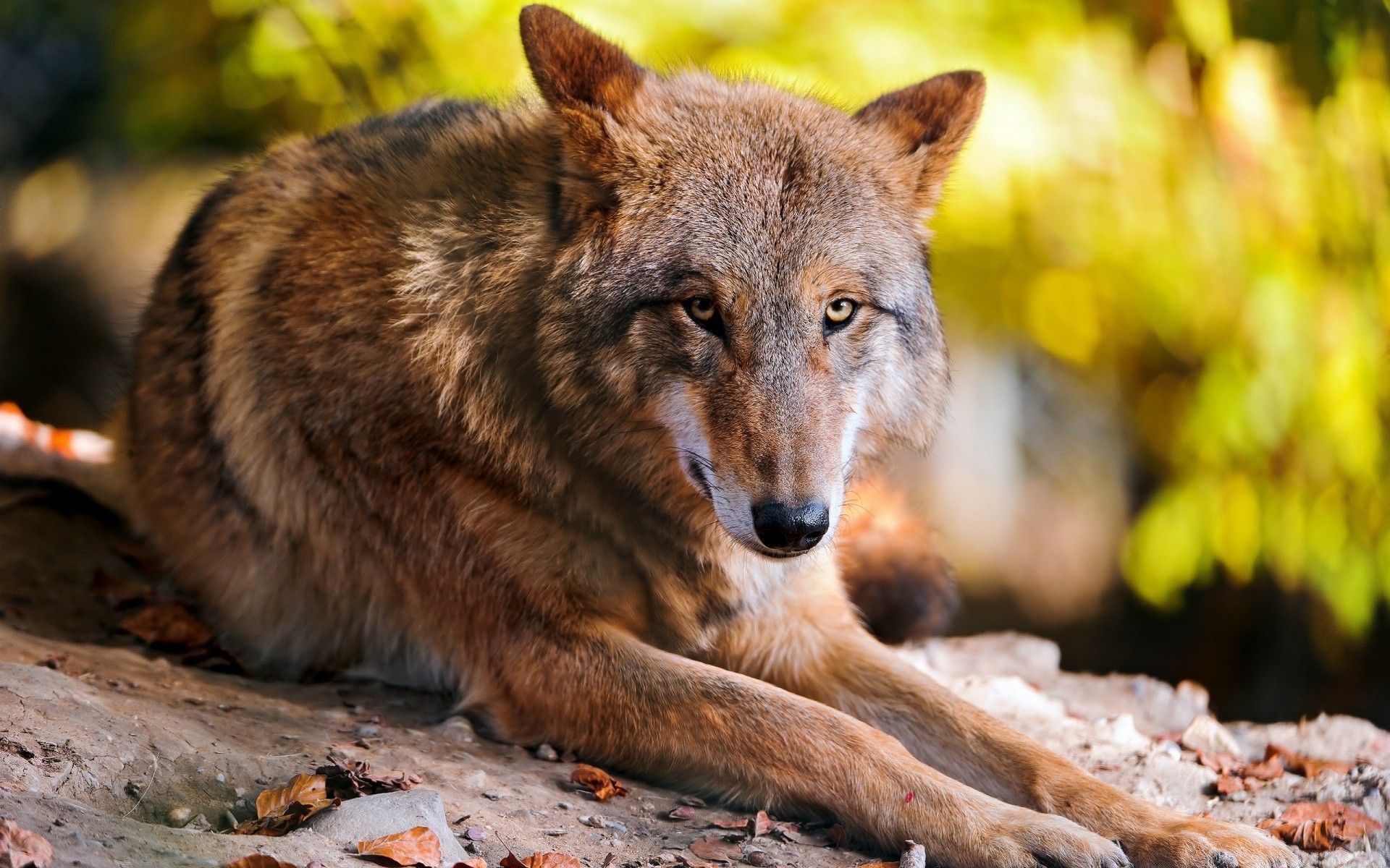 animali fauna selvatica natura mammifero selvaggio predatore all aperto legno zoo pelliccia animale mangiatore di carne