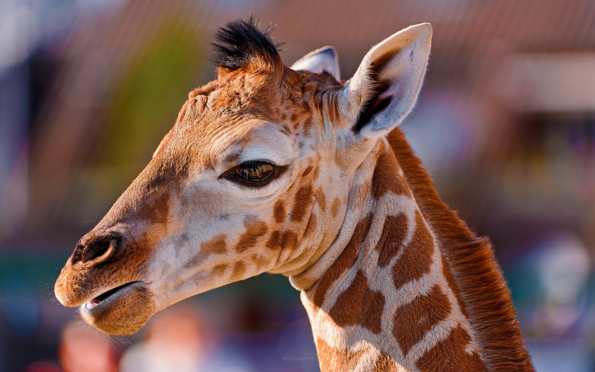 animaux mammifère la faune animal girafe portrait sauvage nature mignon zoo tête cou aperçu un drôlement cheveux