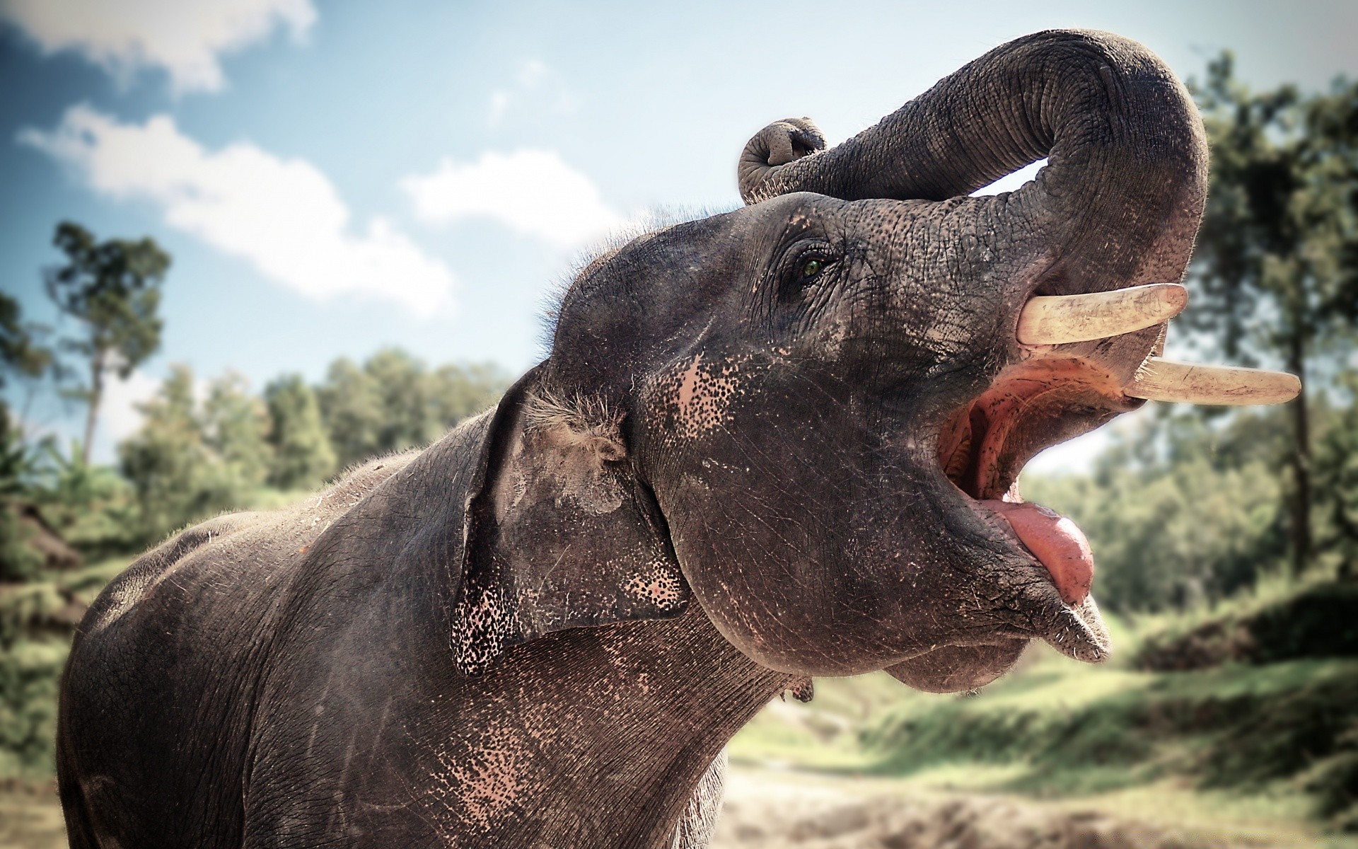 animals mammal nature animal wildlife wild portrait elephant outdoors zoo one head safari park grass