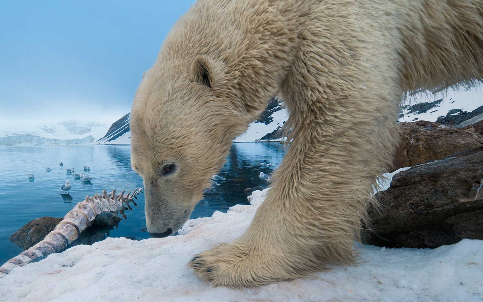 animaux givré neige hiver nature froid mammifère la faune glace eau en plein air polaire