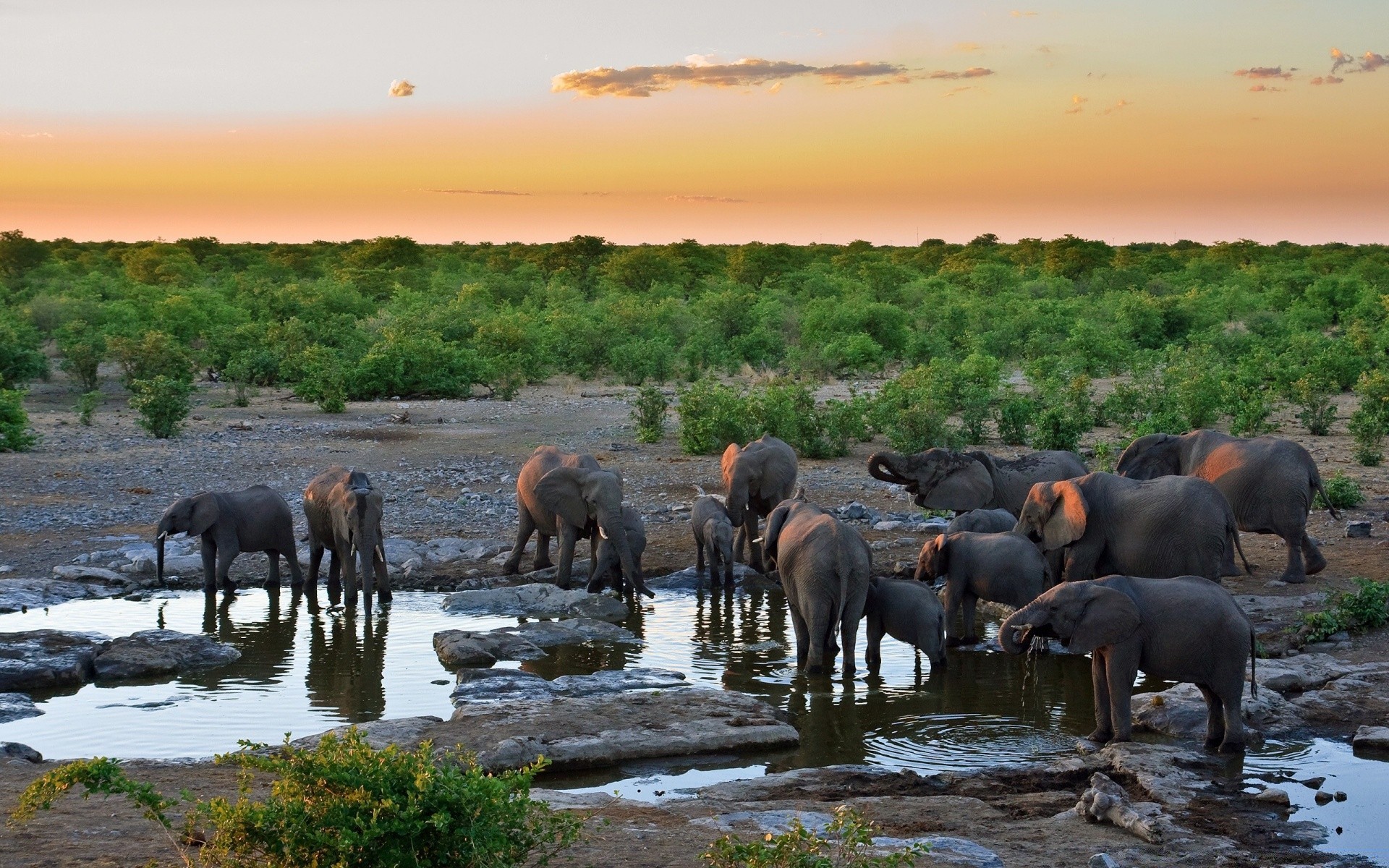 animaux mammifère faune éléphant en plein air troupeau eau voyage nature lumière du jour