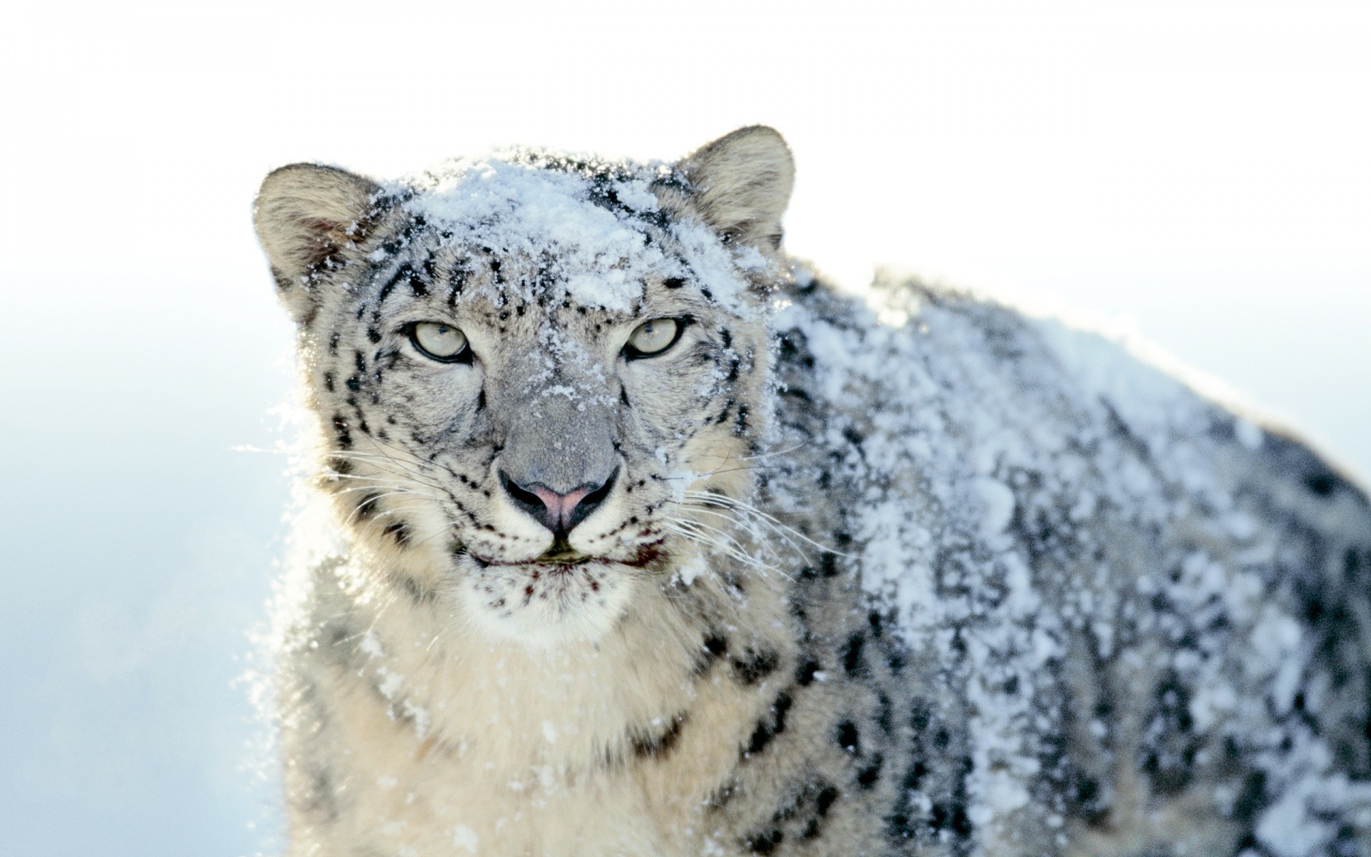 animaux faune animal mammifère nature sauvage grand prédateur mangeur de viande neige