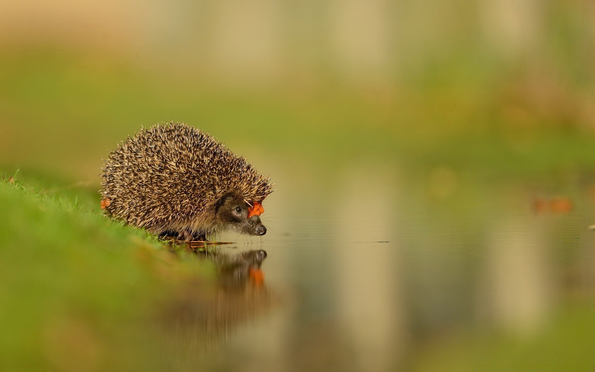 animali fauna selvatica natura sfocatura all aperto erba piccolo selvaggio animale insetto