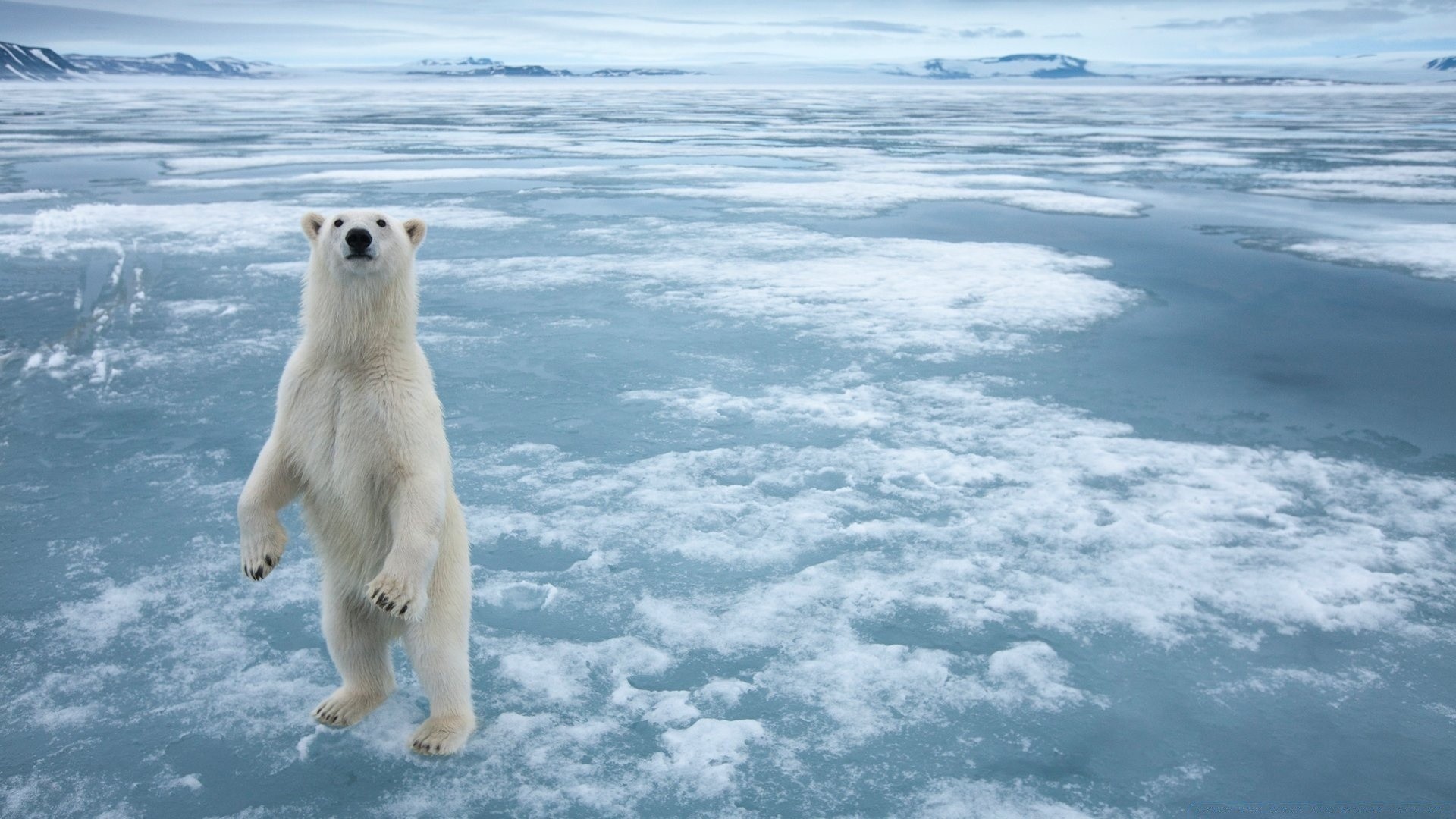 zwierzęta śnieg zima mroźny lód woda na zewnątrz zimna natura polarne morze ocean mrożony krajobraz