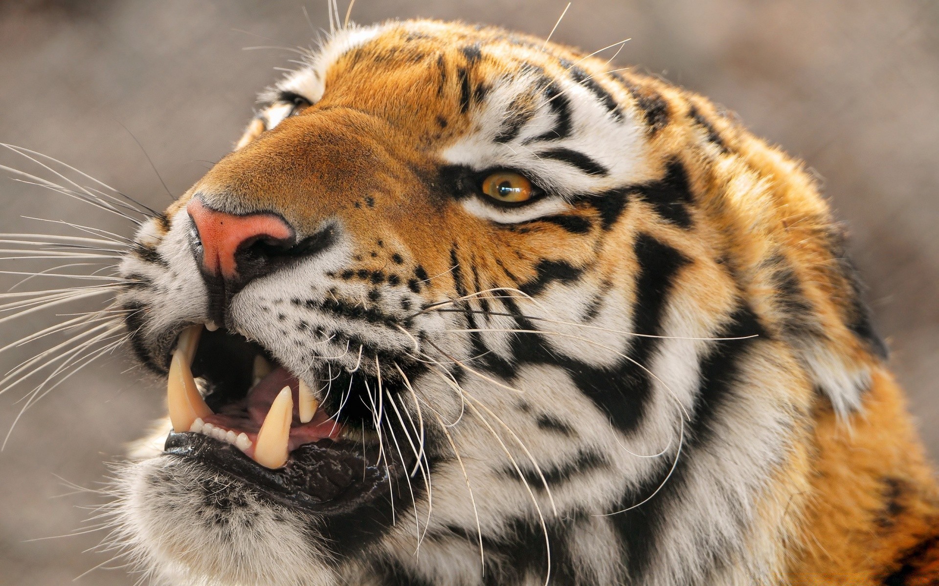 animaux chat tigre faune animal prédateur zoo mammifère safari chasseur mangeur de viande jungle sauvage fourrure portrait agression chasse bande grand en colère nature