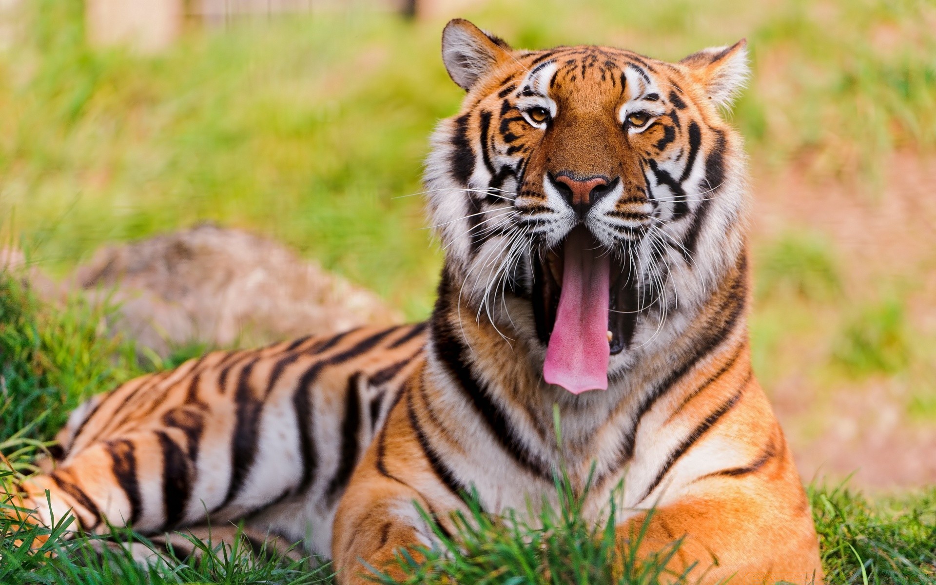 hayvanlar yaban hayatı kaplan kedi hayvan memeli kürk yırtıcı hayvan et yiyen avcı doğa vahşi hayvanat bahçesi orman avcılık sibirya şerit safari