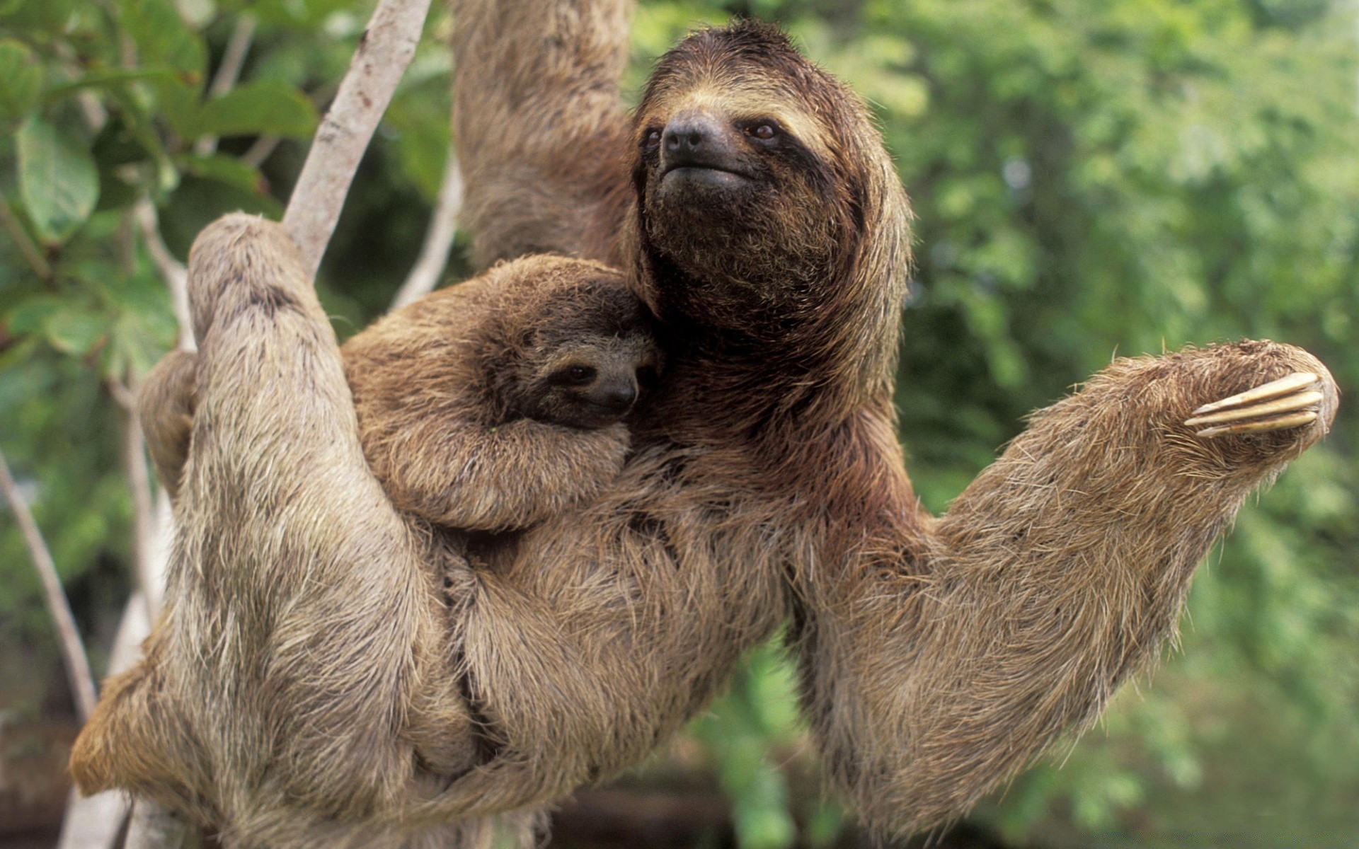 tiere natur tierwelt säugetier im freien tier zoo wild niedlich pelz