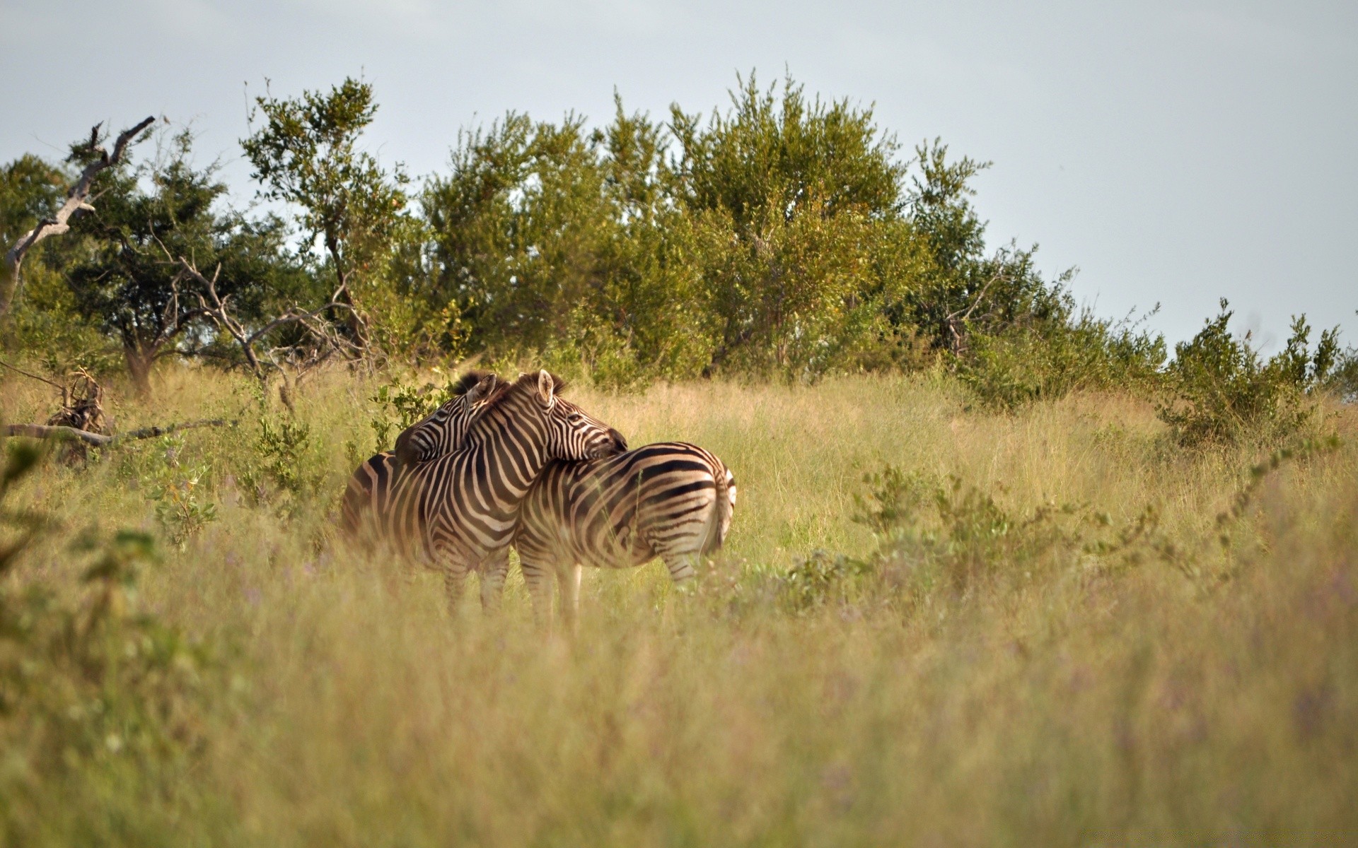 animals zebra mammal wildlife savanna grassland safari grass outdoors nature daylight landscape bush serengeti mara game travel reserve field masai