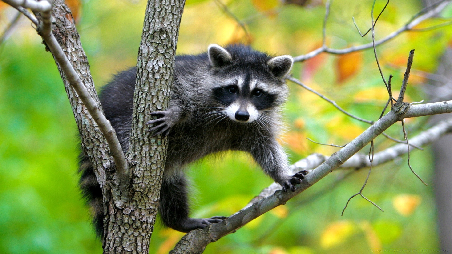 tiere natur tierwelt baum säugetier tier holz im freien wild