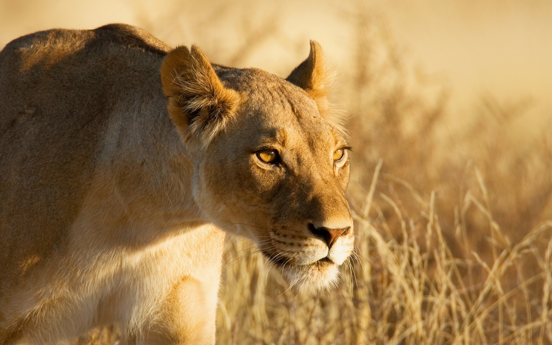 animali gatto leone mammifero fauna selvatica animale natura leonessa safari selvaggio predatore