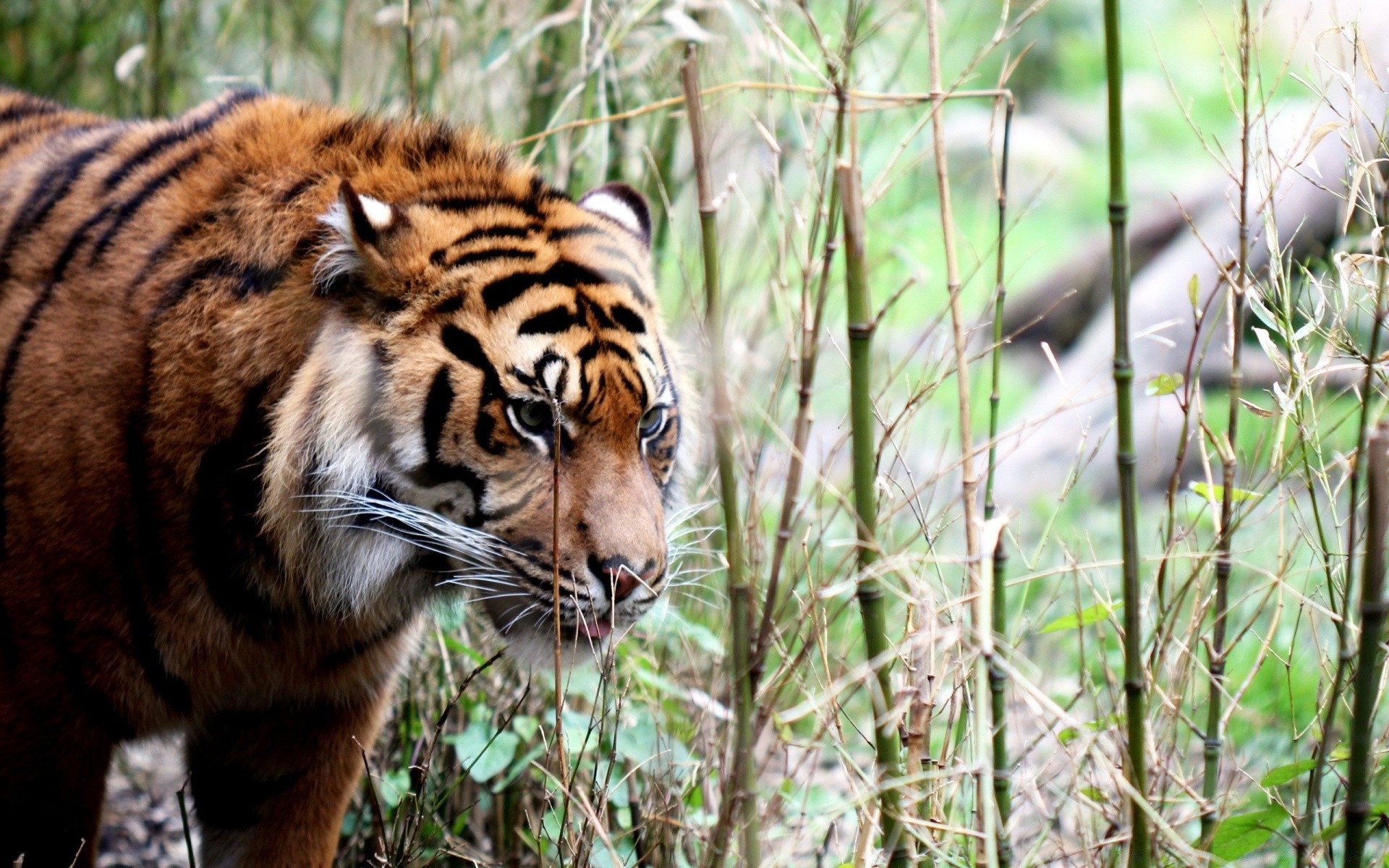 animais vida selvagem gato mamífero predador tigre comedor de carne selvagem caçador animal selva pele jardim zoológico natureza perigo olhos olhando agressão faixa grande retrato