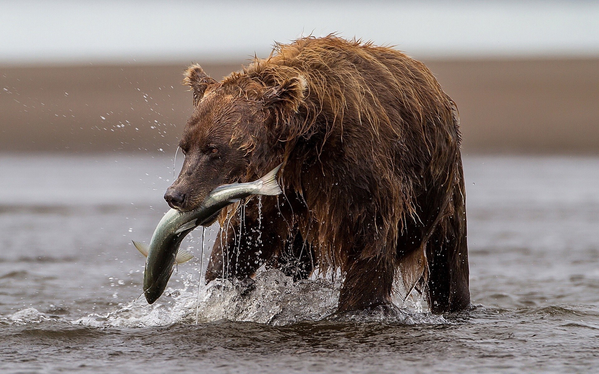 animals water mammal wildlife nature outdoors animal wet winter