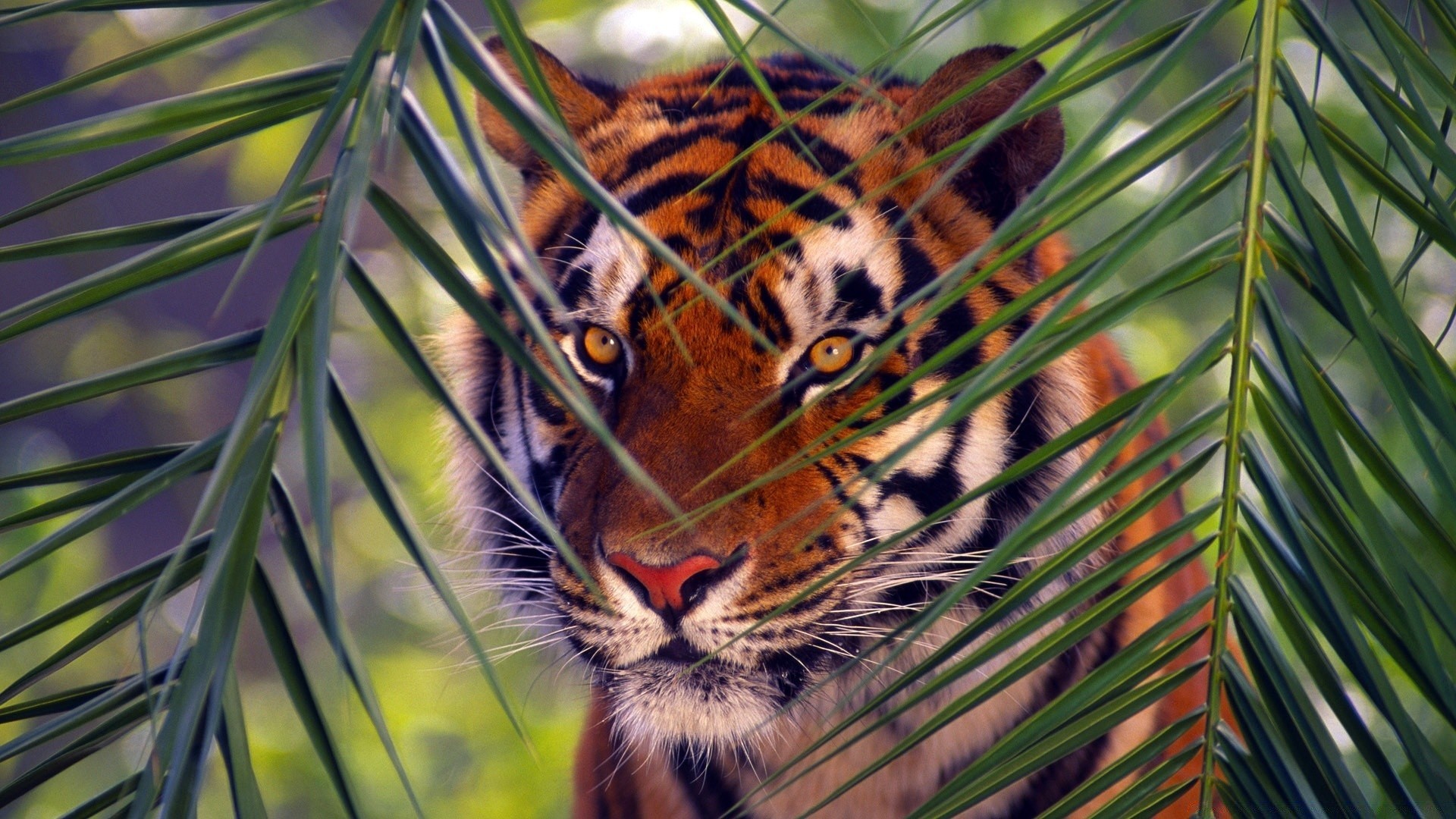 animales naturaleza vida silvestre gato árbol selva salvaje depredador animal