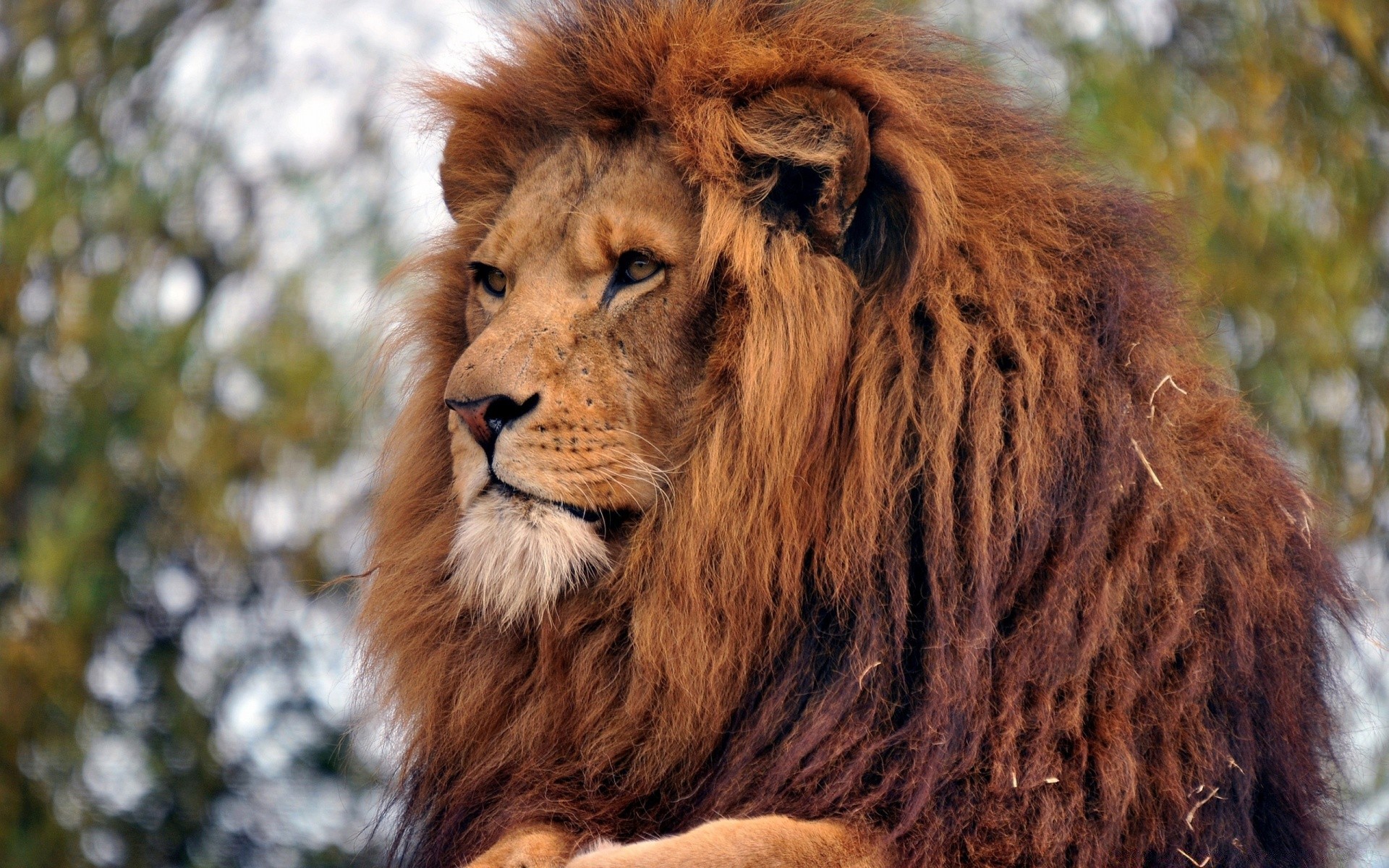 animaux chat mammifère lion faune fourrure animal manet portrait prédateur sauvage nature zoo mangeur de viande