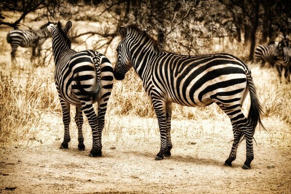 A flock of zebras from the back