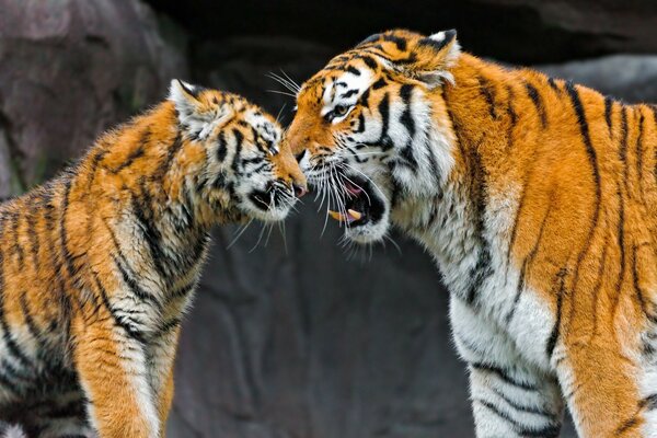 Тигр обои на телефон 4к