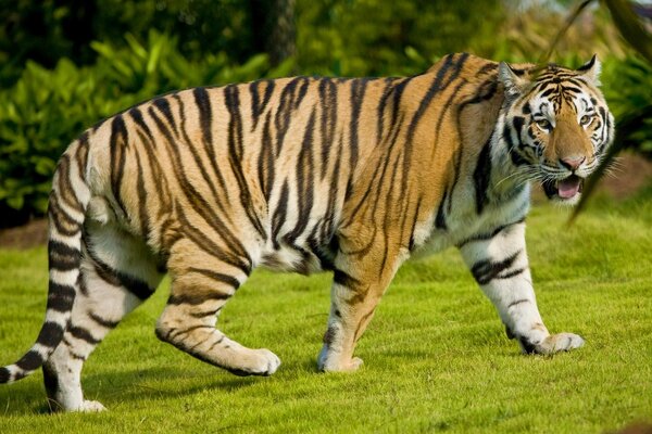 A huge tiger on the green grass