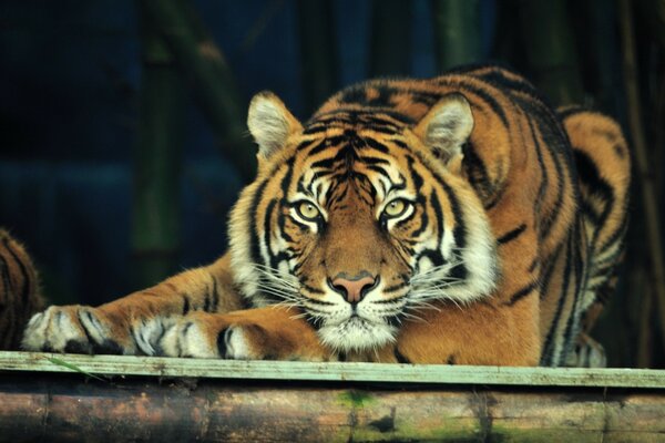 The tiger lies and watches the zoo visitors