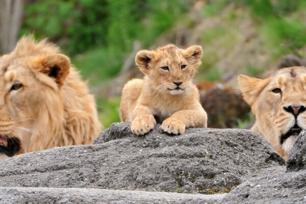 Famille de lions à l état sauvage