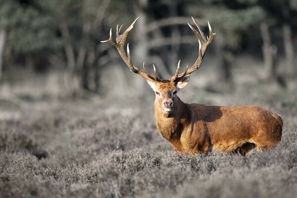 Cerf avec de belles cornes dans la nature