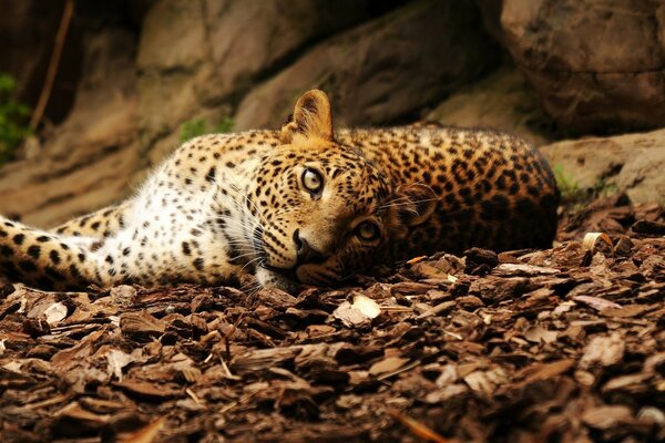 A leopard in the wild lying on the ground