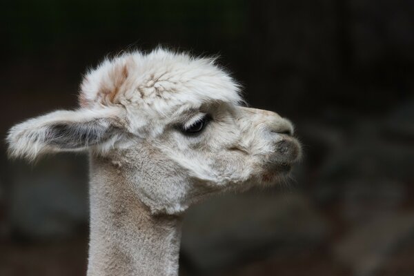 Lama tranquille dans la nature