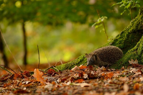 Hérisson sous l arbre dans le paysage d automne