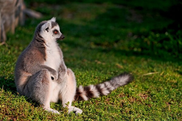 Sad lemur looks longingly into the distance