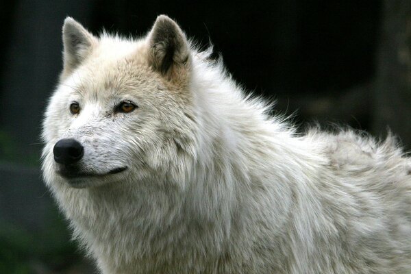 Lobo salvaje blanco solitario