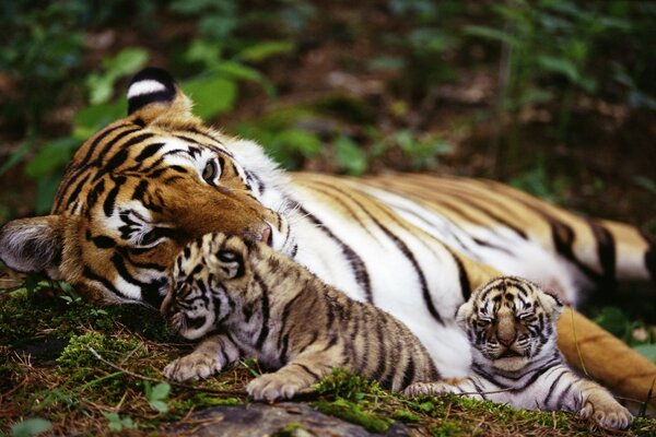 Tigre con cuccioli di tigre nei boschetti della giungla