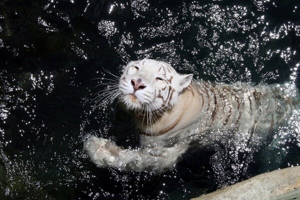 Tigre bianca che nuota in uno specchio d acqua fresco