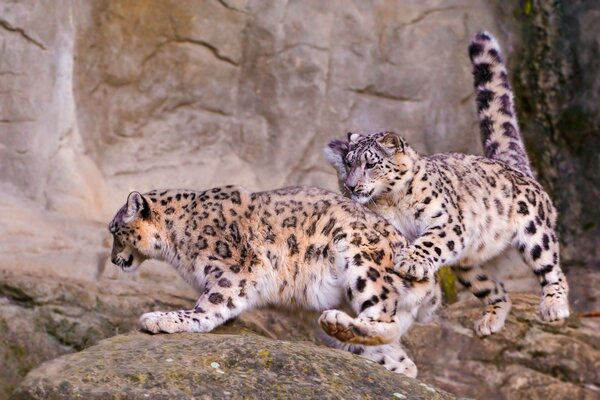 Tiere in freier Wildbahn sind Säugetiere