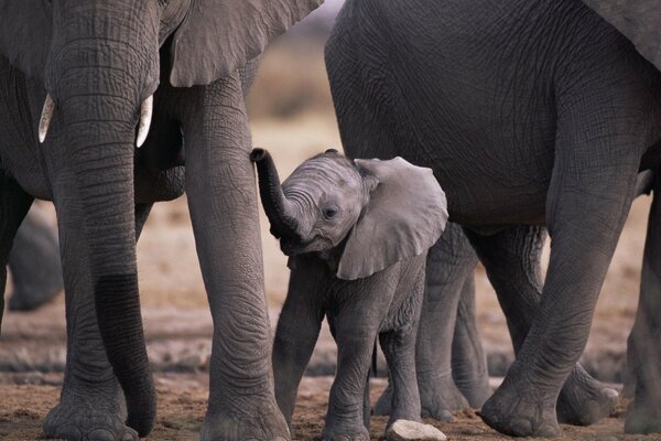 Beaucoup de grands éléphants et des éléphants