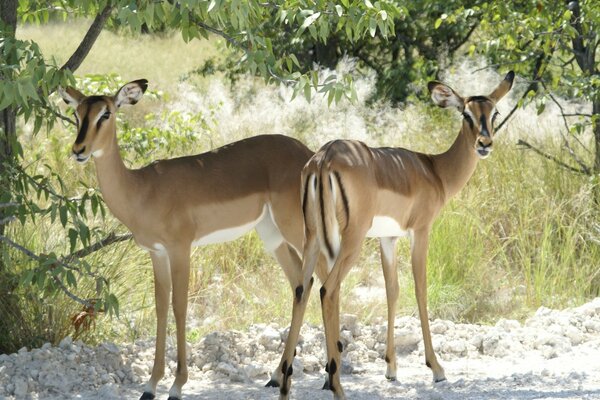 Two antelopes in a beautiful place