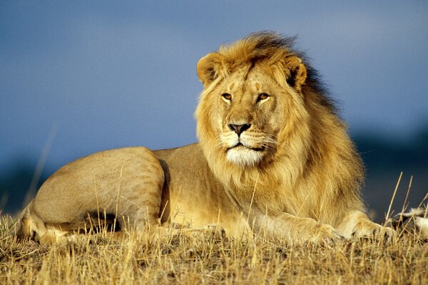 El León es el rey de las bestias, un mamífero de la fauna