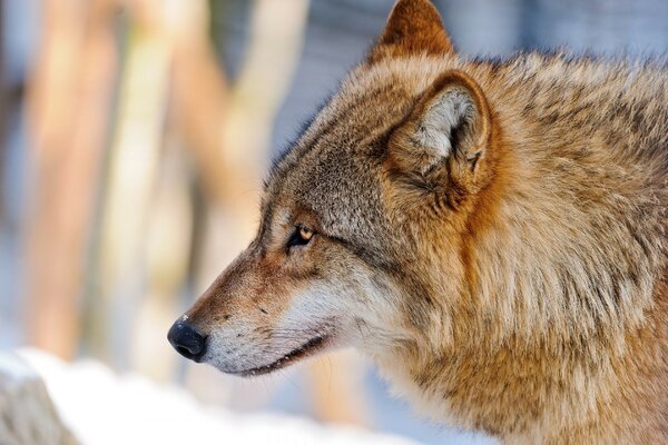 Lobo na natureza no inverno