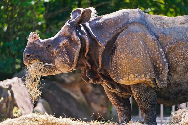 Nashorn frisst in freier Wildbahn Heu